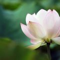 人文