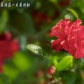 花卉作品