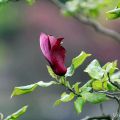 一枝花