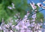 郭允 Guo Yun（在日华人摄影交流协会）