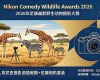 一周双人肯尼亚摄影游猎假期+尼康相机套装!026年尼康幽默野生动物摄影大赛 ...