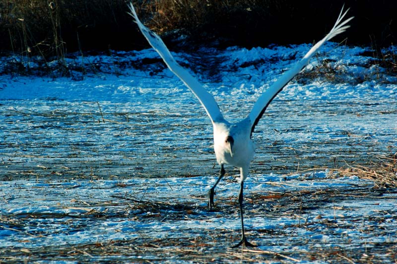 DSC_2474.jpg