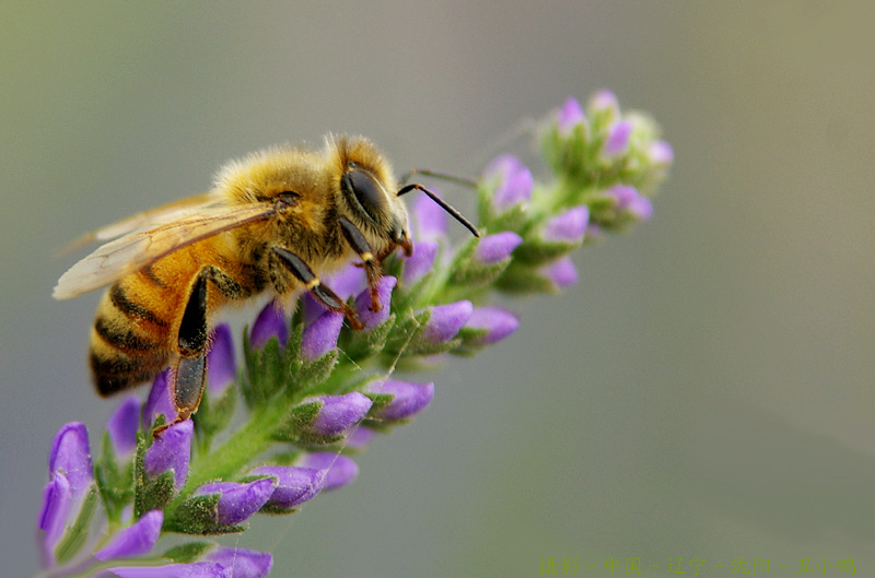 IMGP6326 拷贝.jpg