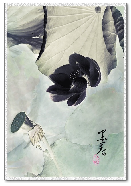 f墨荷.jpg