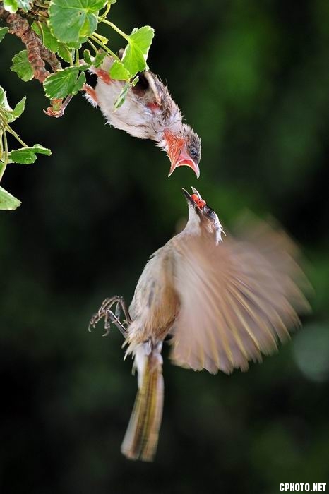 c0020-Chi_Chang_Tsai-Taiwan-Feeding12.jpg