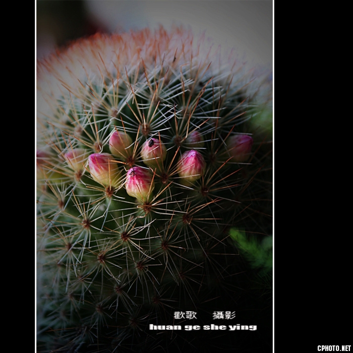 仙人球