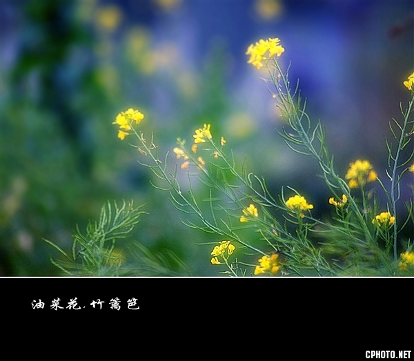 油菜花.竹篱笆