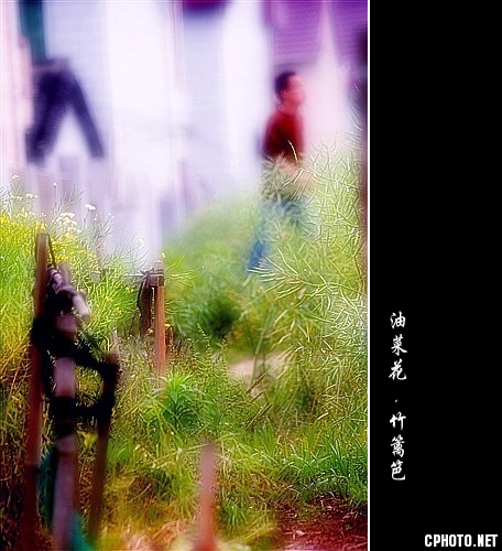 油菜花.竹篱笆