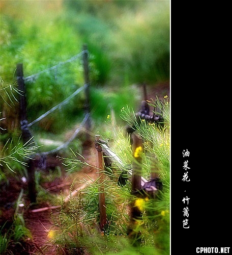 油菜花.竹篱笆