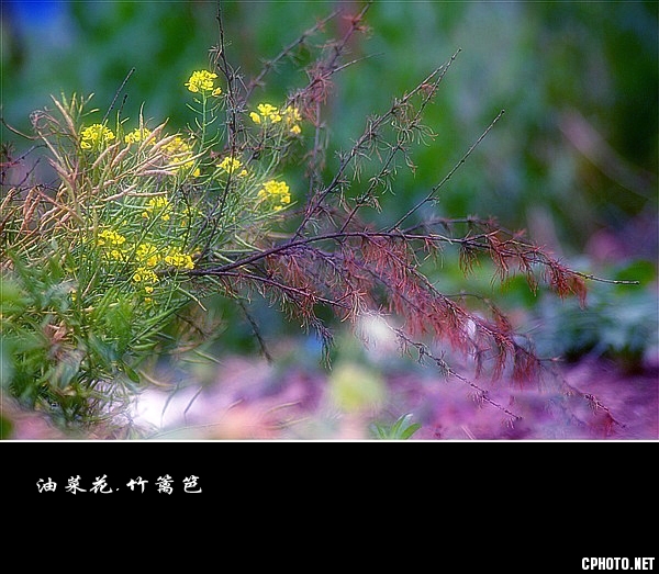 油菜花.竹篱笆