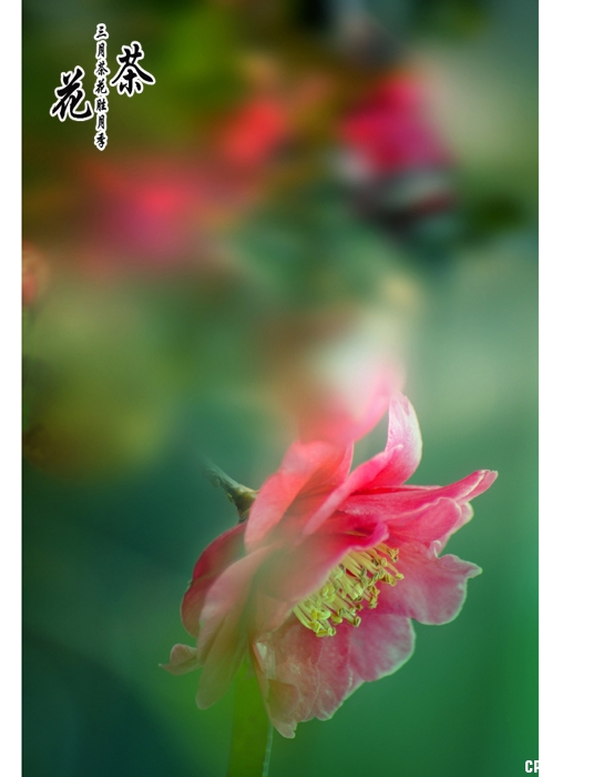 三月茶花