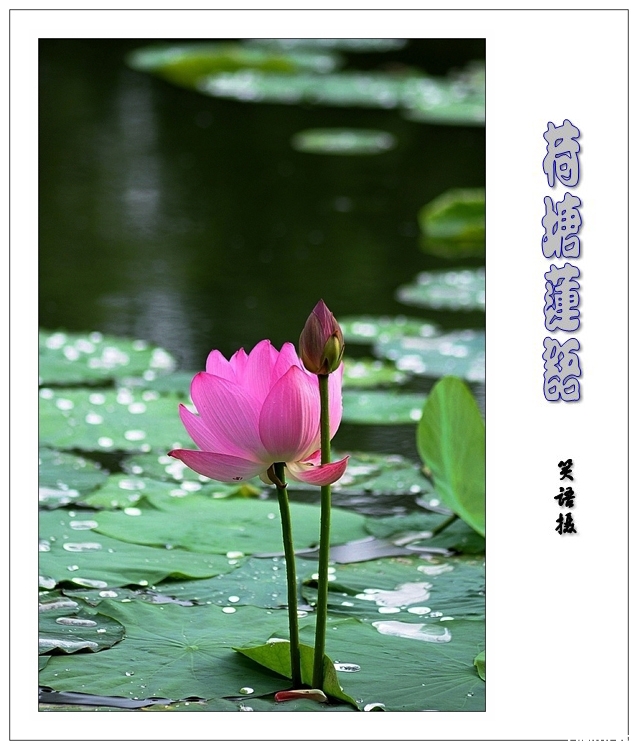 荷塘莲语