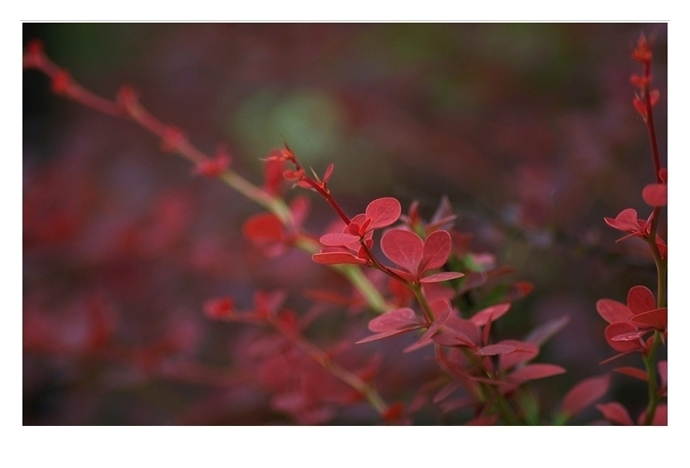 花草集