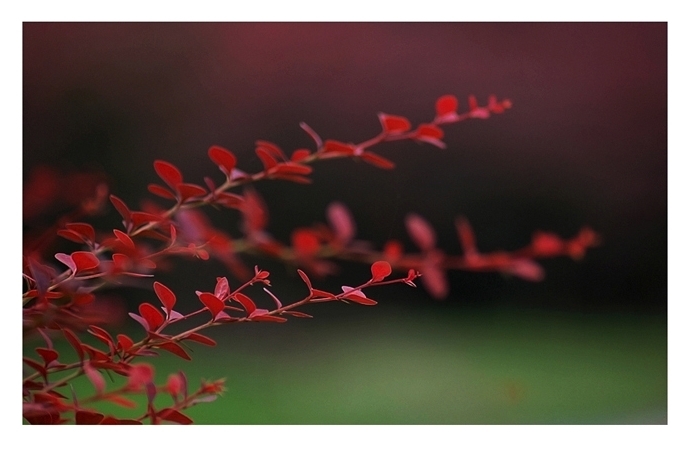 花草集