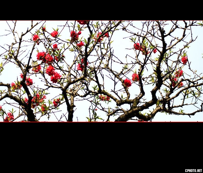 红桃花