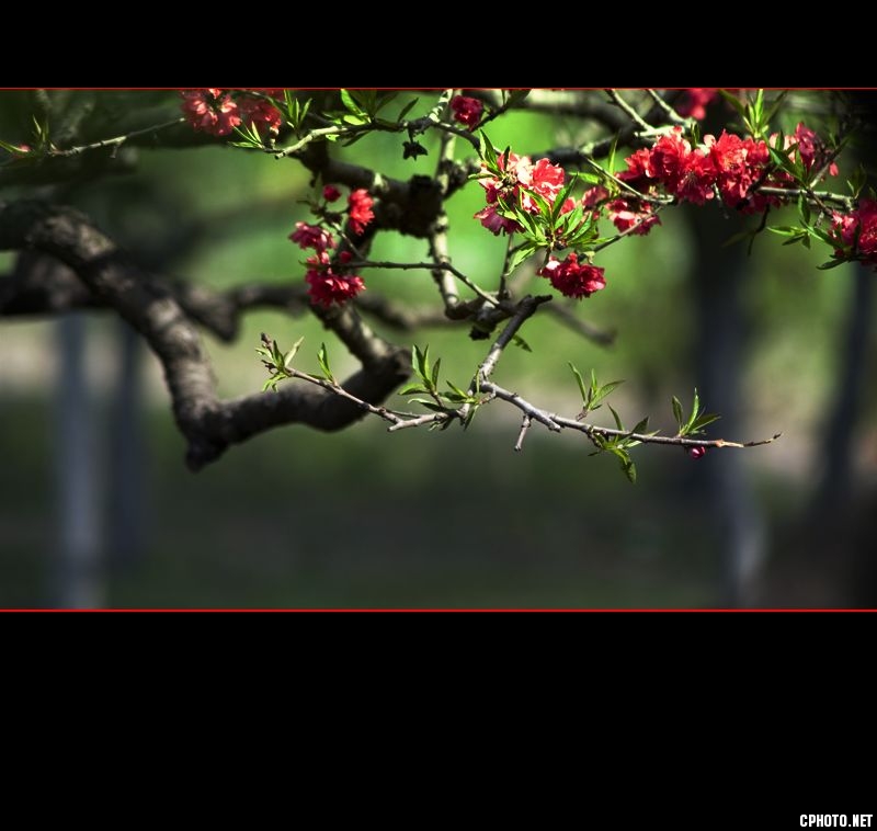 红桃花