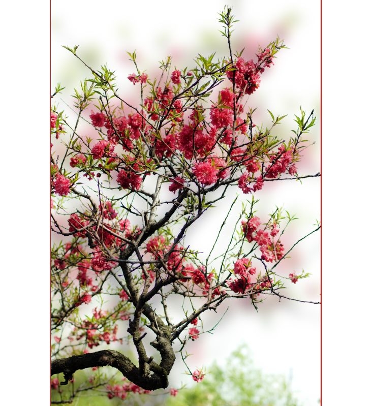 红桃花