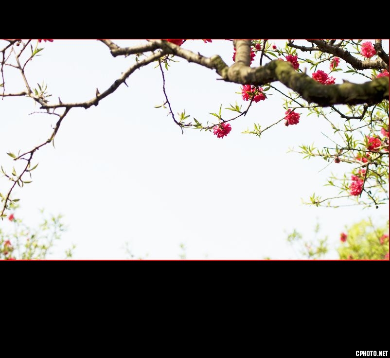 红桃花