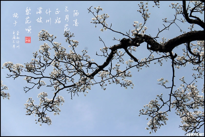 兰州什川梨花