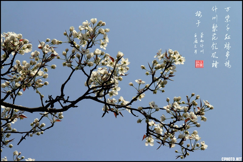 兰州什川梨花