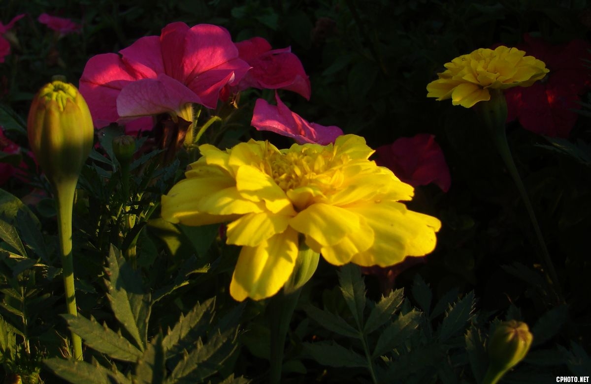 夕阳光照下拍的花