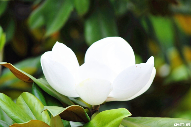 杂草——4