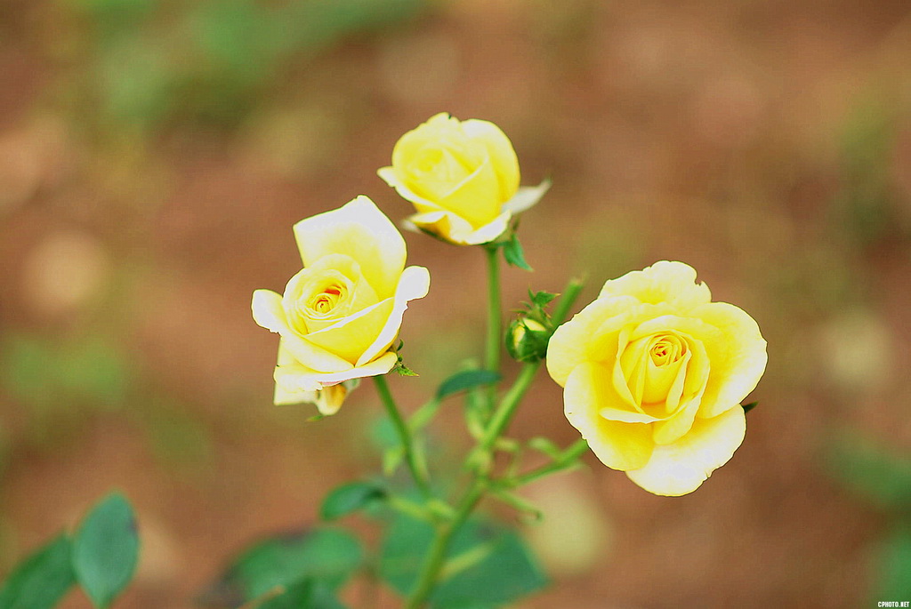 2012.五月杂草集06.jpg