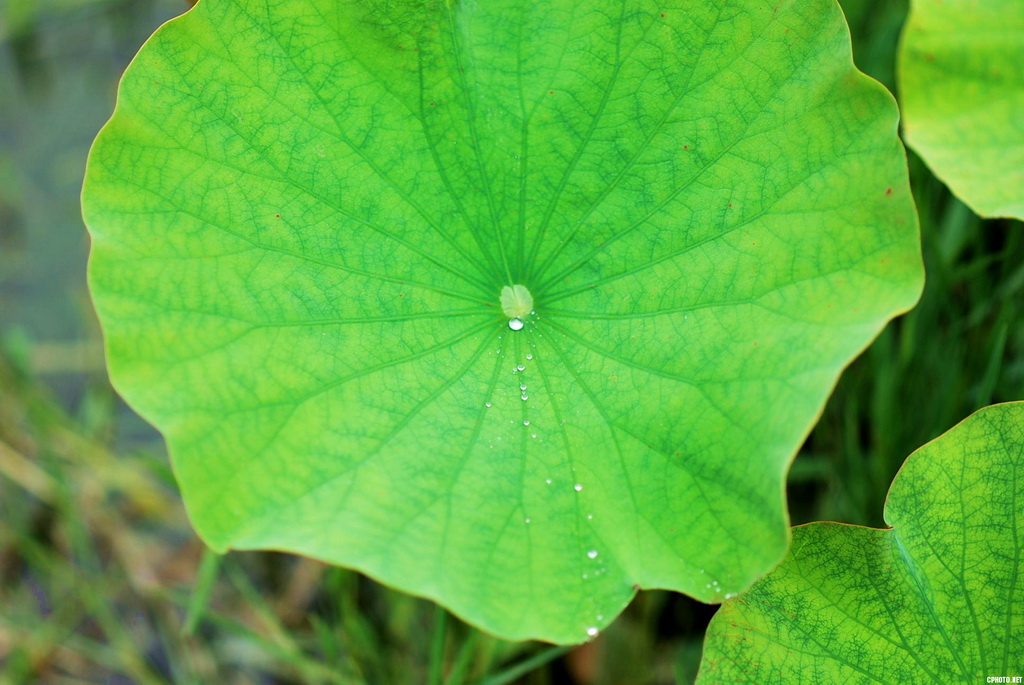 2012.五月杂草集07.jpg