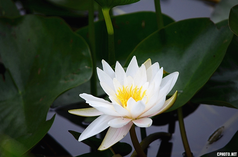 荷
