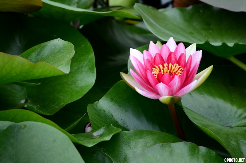 D7K 荷0005.jpg