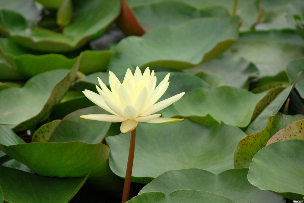 D7K 荷0006.jpg