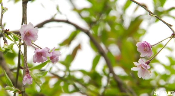 海棠花6.jpg