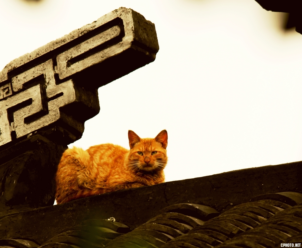 猫咪