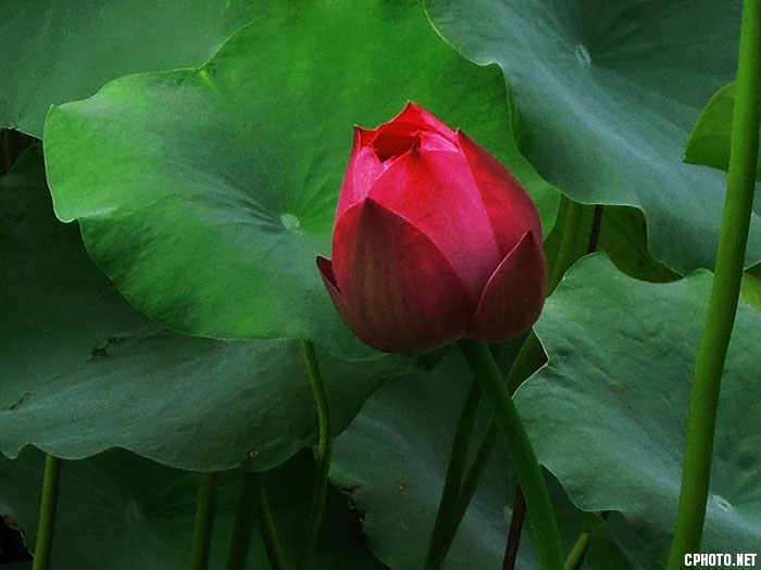 秋荷