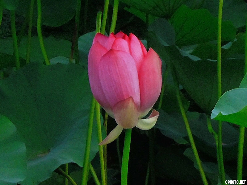 秋荷4.jpg