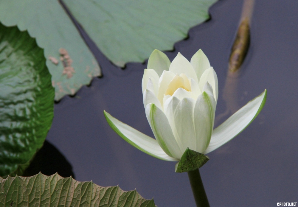 残 荷