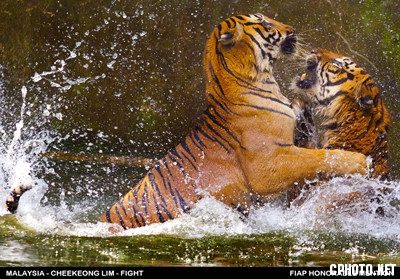 21. Malaysia_CHEEKEONG_LIM_3_FIGHT.jpg