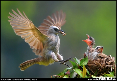 55. (HM)1081MALAYSIA-Chu-Shih Huang-AICS-2-Feeding Time.jpg