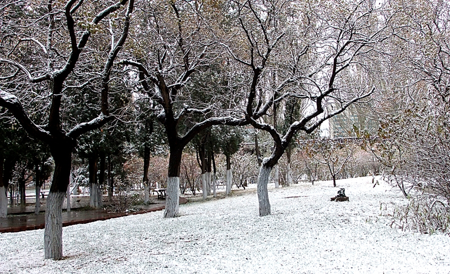 我爱你塞北的雪