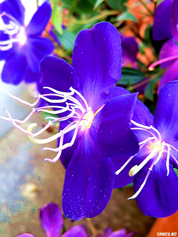 紫花