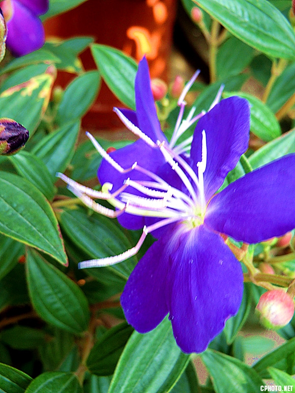 紫花