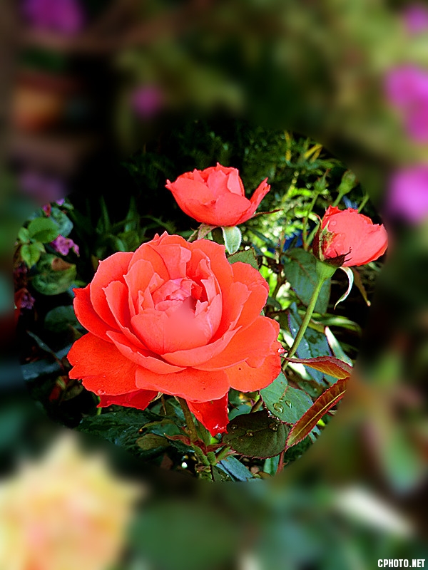 紫花