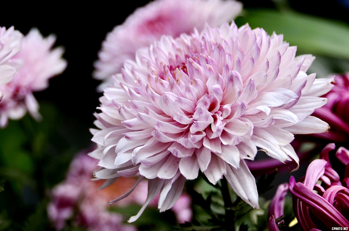 菊 _02.JPG