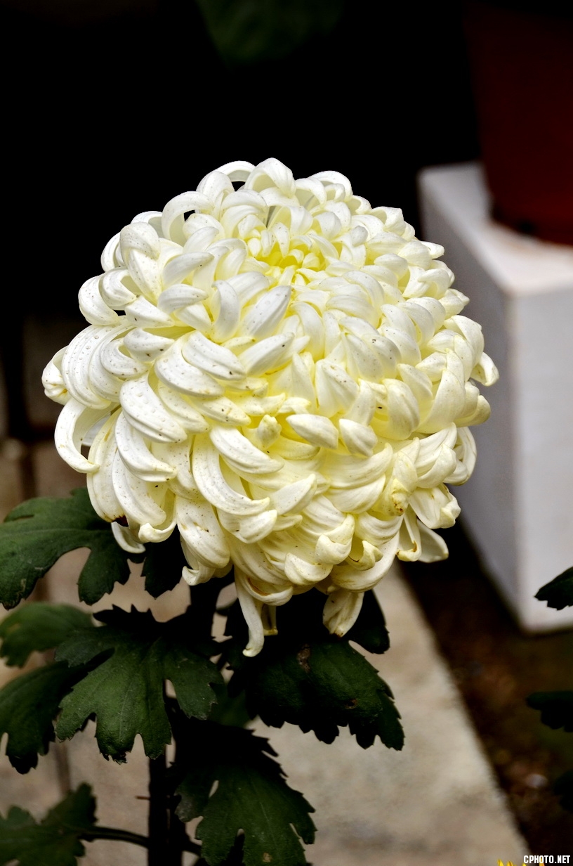 菊 _03.JPG