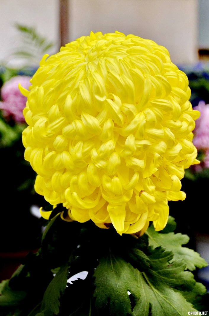 菊 _04.JPG