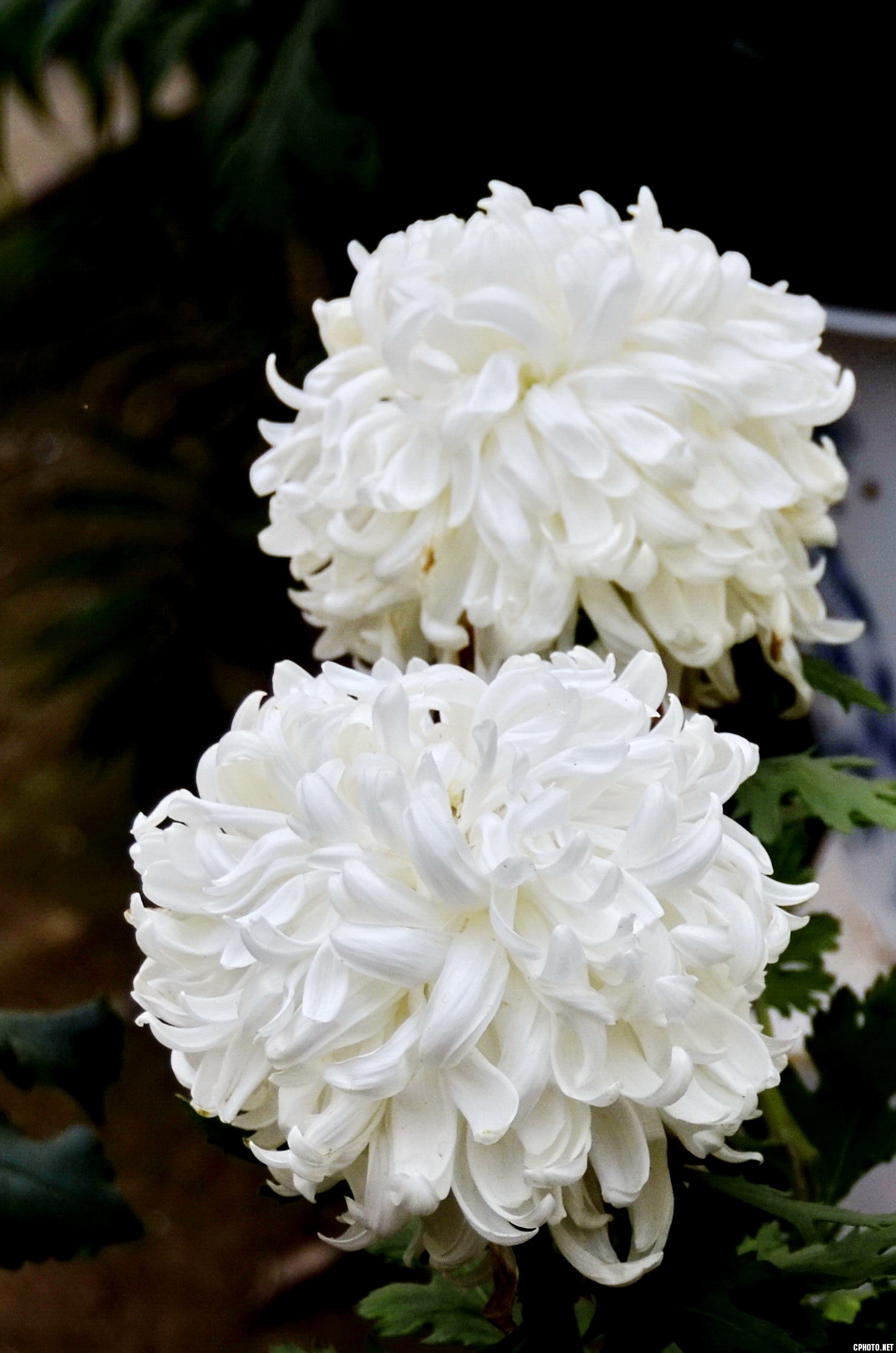 菊 _05.jpg