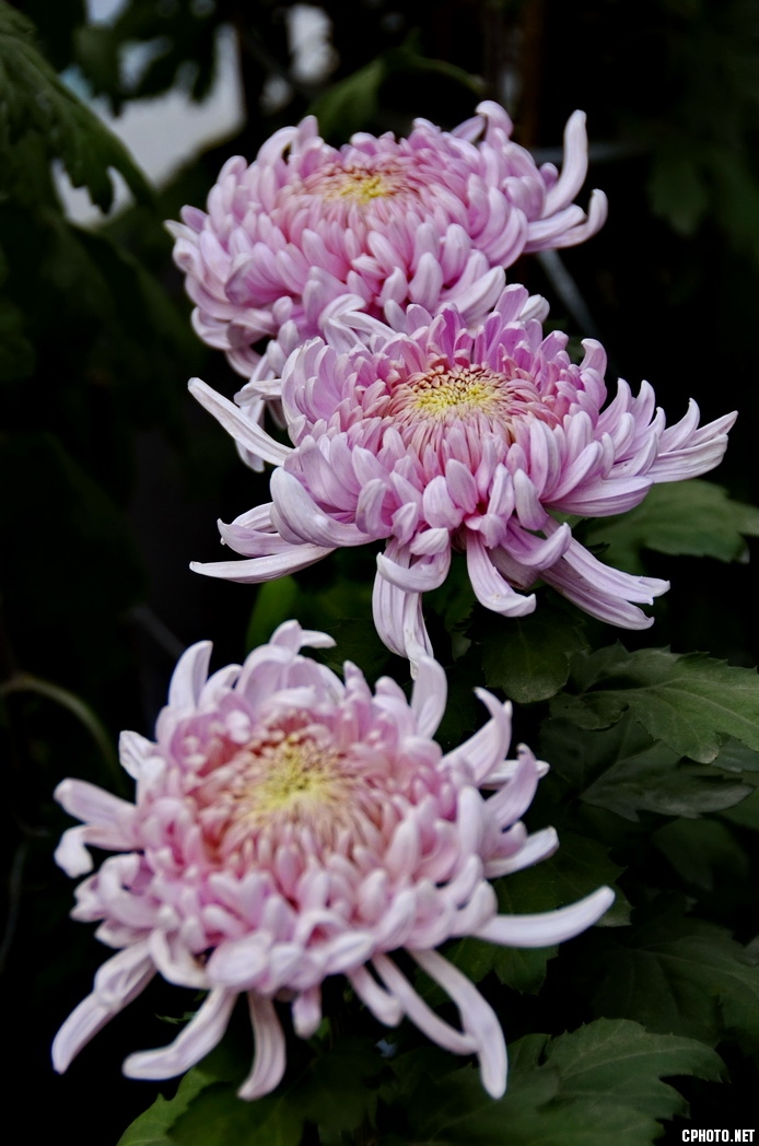 菊 _07.JPG