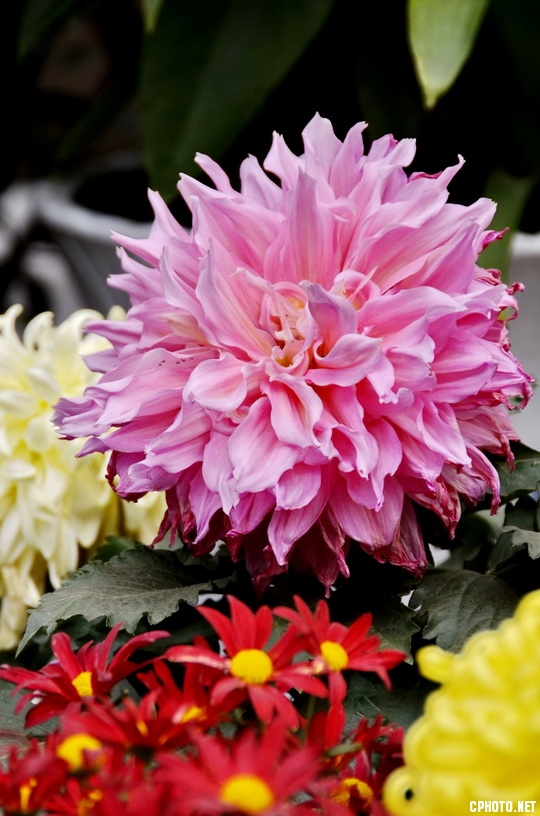 菊 _10.JPG