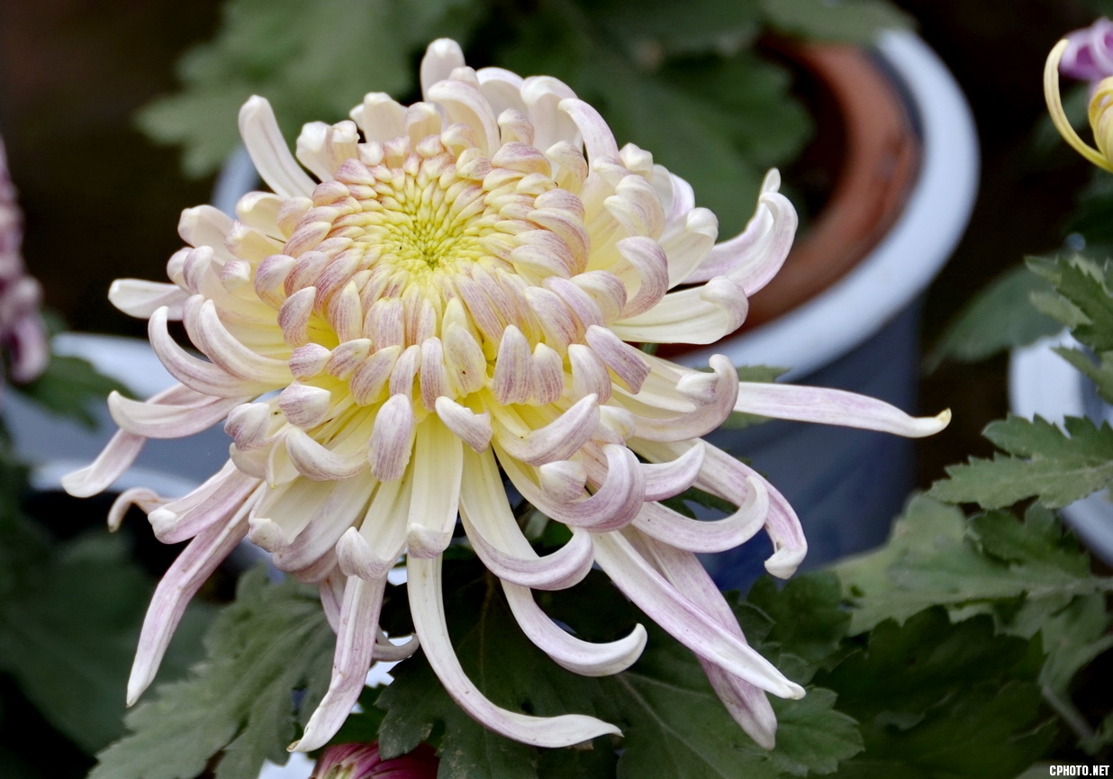 菊 _11.JPG