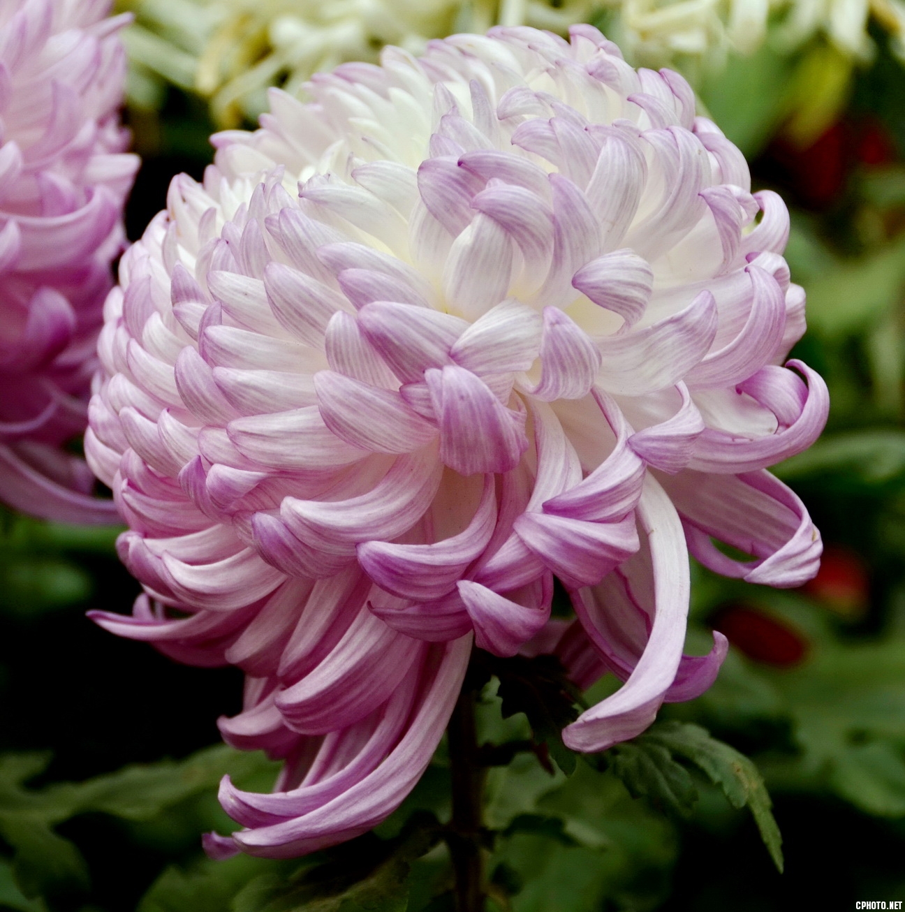 菊 _12.JPG